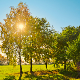 Gedenkbaum-Gruppe von Mama, Papa und Felix und Sammy für Moritz Hahlheger 