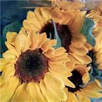 Logo Bloemen Mecking